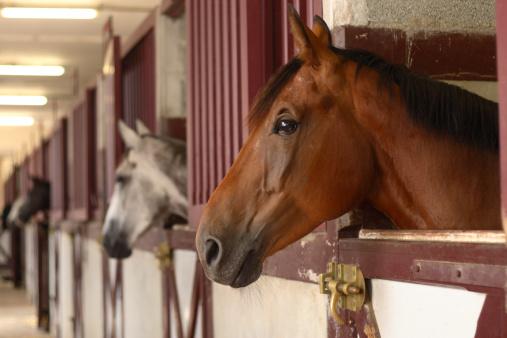 CHEVAUX