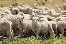 MOUTONS