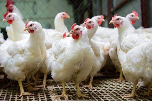 POULES