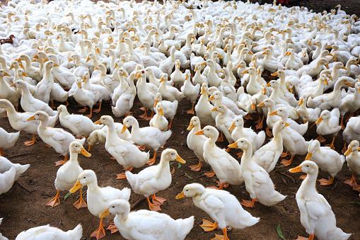CANARDS