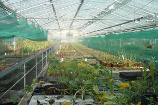 SERRE HORTICOLE