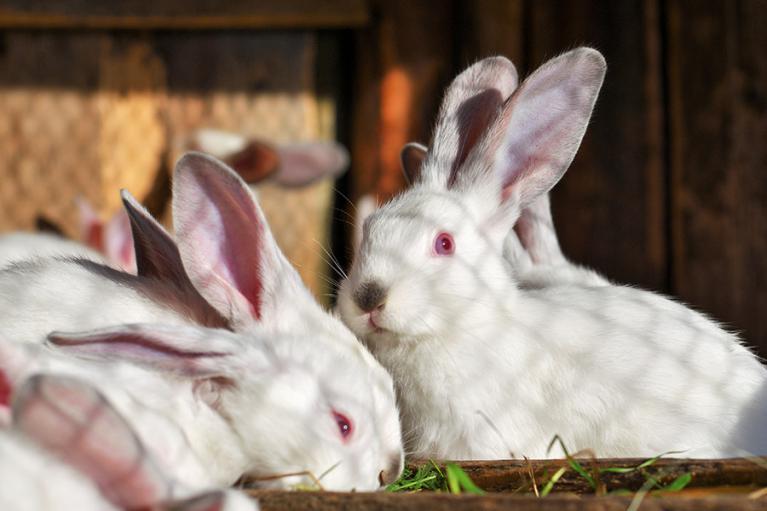 LAPINS